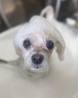 オプション中のお友達です♪
　
#京都#京都西京区#動物病院京都#動物病院京都西京桂院#動物病院併設トリミングサロン#京都トリミングサロン#ペットホテル#トリミングサロン雅#シャンプーコース#シニアトリミング#dogstagram#犬が好きな人と繋がりたい #ふわもこ部#grooming#犬#dog#カットスタイル#桂トリミング#もこもこ犬#trimming#マイクロバブル#魔法のバブル　#重炭酸泉　#ハーブパック