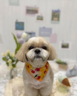 ロンちゃん♡
れおちゃん♡
ゾーイちゃん♡
ココちゃん♡
ご利用ありがとうございました😊

#京都#京都西京区#動物病院京都#動物病院京都西京桂院#動物病院併設トリミングサロン#京都トリミング#トリミング#ペットホテル#トリミングサロン雅#京都トリマー#犬好きな人と繋がりたい#grooming#犬のいる暮らし#多頭飼い#桂トリミング#こぐまカット#テディベアカット#シーズー#プードル#ペキプー