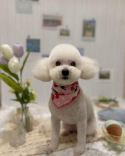 モコちゃん♡
ハクちゃん♡
じゅらちゃん♡
ルークちゃん♡
ご利用ありがとうございました😊

#京都#京都西京区#動物病院京都#動物病院京都西京桂院#動物病院併設トリミングサロン#京都トリミング#トリミング#ペットホテル#トリミングサロン雅#京都トリマー#犬好きな人と繋がりたい#grooming#犬のいる暮らし#多頭飼い#桂トリミング#こぐまカット#テディベアカット#プードル#ビションフリーゼ#ミニチュアシュナウザー