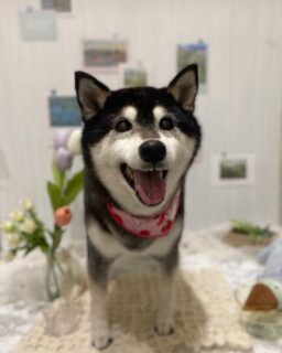 すずちゃん♡
モカちゃん♡
天ちゃん♡
ぷりんちゃん♡

ご利用ありがとうございました😊

#京都#京都西京区#動物病院京都#動物病院京都西京桂院#動物病院併設トリミングサロン#京都トリミング#トリミング#ペットホテル#トリミングサロン雅#京都トリマー#犬好きな人と繋がりたい#grooming#犬のいる暮らし#多頭飼い#桂トリミング#こぐまカット#テディベアカット#柴#チワワ#ダックスフンド#トイプードル