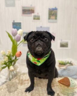 ベリーちゃん♡
うたちゃん♡
カイトちゃん♡
ちょこちゃん♡
ご利用ありがとうございました😊

#京都#京都西京区#動物病院京都#動物病院京都西京桂院#動物病院併設トリミングサロン#京都トリミング#トリミング#ペットホテル#トリミングサロン雅#京都トリマー#犬好きな人と繋がりたい#grooming#犬のいる暮らし#多頭飼い#桂トリミング#こぐまカット#テディベアカット#パグ#ブルドッグ#ミックス犬#プードル