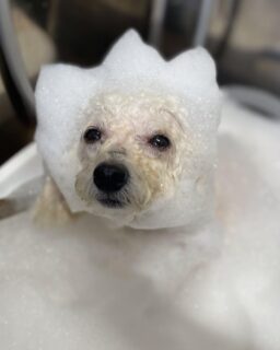 オプション中のお友達です♪
　
#京都#京都西京区#動物病院京都#動物病院京都西京桂院#動物病院併設トリミングサロン#京都トリミングサロン#ペットホテル#トリミングサロン雅#シャンプーコース#シニアトリミング#dogstagram#犬が好きな人と繋がりたい #ふわもこ部#grooming#犬#dog#カットスタイル#桂トリミング#もこもこ犬#trimming#マイクロバブル#魔法のバブル　#重炭酸泉　#ハーブパック