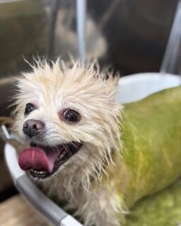 オプション中のお友達です♪
　
#京都#京都西京区#動物病院京都#動物病院京都西京桂院#動物病院併設トリミングサロン#京都トリミングサロン#ペットホテル#トリミングサロン雅#シャンプーコース#シニアトリミング#dogstagram#犬が好きな人と繋がりたい #ふわもこ部#grooming#犬#dog#カットスタイル#桂トリミング#もこもこ犬#trimming#マイクロバブル#魔法のバブル　#重炭酸泉　#ハーブパック