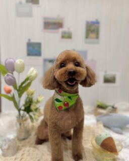 ココアちゃん♡
ロンちゃん♡
モコちゃん♡
モモちゃん♡

ご利用ありがとうございました😊

#京都#京都西京区#動物病院京都#動物病院京都西京桂院#動物病院併設トリミングサロン#京都トリミング#トリミング#ペットホテル#トリミングサロン雅#京都トリマー#犬好きな人と繋がりたい#grooming#犬のいる暮らし#多頭飼い#桂トリミング#こぐまカット#テディベアカット#トイプードル#シーズー#ミックス#マルチーズ