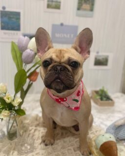 アンちゃん♡
モグちゃん♡
ルーちゃん♡

ご利用ありがとうございました😊

#京都#京都西京区#動物病院京都#動物病院京都西京桂院#動物病院併設トリミングサロン#京都トリミング#トリミング#ペットホテル#トリミングサロン雅#京都トリマー#犬好きな人と繋がりたい#grooming#犬のいる暮らし#多頭飼い#桂トリミング#こぐまカット#テディベアカット#トイプードル#シーズー#ミックス