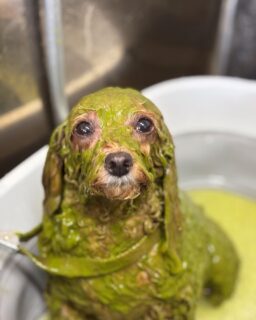 オプション中のお友達です♪
　
#京都#京都西京区#動物病院京都#動物病院京都西京桂院#動物病院併設トリミングサロン#京都トリミングサロン#ペットホテル#トリミングサロン雅#シャンプーコース#シニアトリミング#dogstagram#犬が好きな人と繋がりたい #ふわもこ部#grooming#犬#dog#カットスタイル#桂トリミング#もこもこ犬#trimming#マイクロバブル#魔法のバブル　#重炭酸泉　#ハーブパック