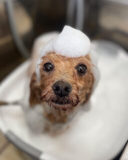 オプション中のお友達です♪
　
#京都#京都西京区#動物病院京都#動物病院京都西京桂院#動物病院併設トリミングサロン#京都トリミングサロン#ペットホテル#トリミングサロン雅#シャンプーコース#シニアトリミング#dogstagram#犬が好きな人と繋がりたい #ふわもこ部#grooming#犬#dog#カットスタイル#桂トリミング#もこもこ犬#trimming#マイクロバブル#魔法のバブル　#重炭酸泉　#ハーブパック