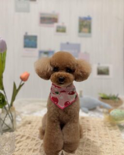 セナちゃん♡
よつばちゃん♡
ぷーこちゃん♡
マロンちゃん♡
ご利用ありがとうございました😊

#京都#京都西京区#動物病院京都#動物病院京都西京桂院#動物病院併設トリミングサロン#京都トリミング#トリミング#ペットホテル#トリミングサロン雅#京都トリマー#犬好きな人と繋がりたい#grooming#犬のいる暮らし#多頭飼い#桂トリミング#こぐまカット#テディベアカット#プードル