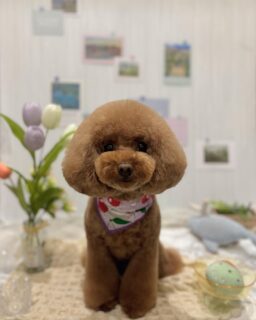 モコちゃん♡
マロちゃん♡
アローちゃん♡
ジュエルちゃん♡
ご利用ありがとうございました😊

#京都#京都西京区#動物病院京都#動物病院京都西京桂院#動物病院併設トリミングサロン#京都トリミング#トリミング#ペットホテル#トリミングサロン雅#京都トリマー#犬好きな人と繋がりたい#grooming#犬のいる暮らし#多頭飼い#桂トリミング#こぐまカット#テディベアカット#プードル#ポメラニアン#シーズー