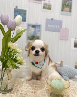 ピノちゃん♡
みるちゃん♡
しおんちゃん♡
ご利用ありがとうございました😊

#京都#京都西京区#動物病院京都#動物病院京都西京桂院#動物病院併設トリミングサロン#京都トリミング#トリミング#ペットホテル#トリミングサロン雅#京都トリマー#犬好きな人と繋がりたい#grooming#犬のいる暮らし#多頭飼い#桂トリミング#こぐまカット#テディベアカット#チワワ#ビションプー#シーズー