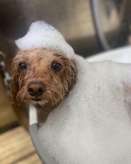 オプション中のお友達です♪
　
#京都#京都西京区#動物病院京都#動物病院京都西京桂院#動物病院併設トリミングサロン#京都トリミングサロン#ペットホテル#トリミングサロン雅#シャンプーコース#シニアトリミング#dogstagram#犬が好きな人と繋がりたい #ふわもこ部#grooming#犬#dog#カットスタイル#桂トリミング#もこもこ犬#trimming#マイクロバブル#魔法のバブル　#重炭酸泉　#ハーブパック