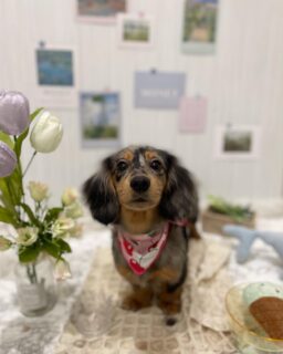 ロンちゃん♡
つぶちゃん♡
まろんちゃん♡
ぽんちゃん♡

ご利用ありがとうございました😊

#京都#京都西京区#動物病院京都#動物病院京都西京桂院#動物病院併設トリミングサロン#京都トリミング#トリミング#ペットホテル#トリミングサロン雅#京都トリマー#犬好きな人と繋がりたい#grooming#犬のいる暮らし#多頭飼い#桂トリミング#こぐまカット#テディベアカット#ダックスフンド#トイプードル