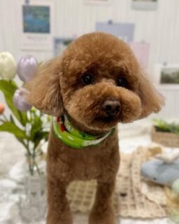 コハクちゃん♡
サスケちゃん♡
がぶちゃん♡

ご利用ありがとうございました😊

#京都#京都西京区#動物病院京都#動物病院京都西京桂院#動物病院併設トリミングサロン#京都トリミング#トリミング#ペットホテル#トリミングサロン雅#京都トリマー#犬好きな人と繋がりたい#grooming#犬のいる暮らし#多頭飼い#桂トリミング#こぐまカット#テディベアカット#トイプードル#柴犬#バーニーズマウンテンドッグ