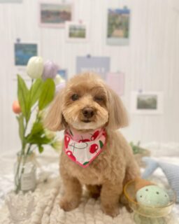 ロンちゃん♡
イブちゃん♡
麿呂ちゃん♡
くうちゃん♡

ご利用ありがとうございました😊

#京都#京都西京区#動物病院京都#動物病院京都西京桂院#動物病院併設トリミングサロン#京都トリミング#トリミング#ペットホテル#トリミングサロン雅#京都トリマー#犬好きな人と繋がりたい#grooming#犬のいる暮らし#多頭飼い#桂トリミング#こぐまカット#テディベアカット#ミックス#柴#チワワ#トイプードル