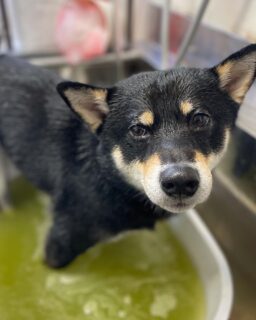 オプション中のお友達です♪
　
#京都#京都西京区#動物病院京都#動物病院京都西京桂院#動物病院併設トリミングサロン#京都トリミングサロン#ペットホテル#トリミングサロン雅#シャンプーコース#シニアトリミング#dogstagram#犬が好きな人と繋がりたい #ふわもこ部#grooming#犬#dog#カットスタイル#桂トリミング#もこもこ犬#trimming#マイクロバブル#魔法のバブル　#重炭酸泉　#ハーブパック