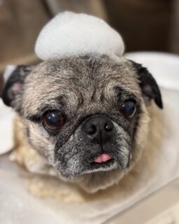 オプション中のお友達です♪
　
#京都#京都西京区#動物病院京都#動物病院京都西京桂院#動物病院併設トリミングサロン#京都トリミングサロン#ペットホテル#トリミングサロン雅#シャンプーコース#シニアトリミング#dogstagram#犬が好きな人と繋がりたい #ふわもこ部#grooming#犬#dog#カットスタイル#桂トリミング#もこもこ犬#trimming#マイクロバブル#魔法のバブル　#重炭酸泉　#ハーブパック