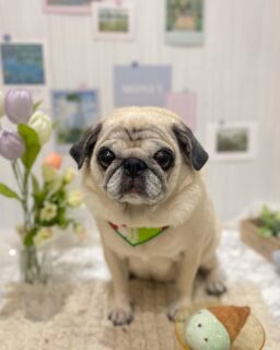 あんなちゃん♡
メルちゃん♡
プーゼちゃん♡
ご利用ありがとうございました😊

#京都#京都西京区#動物病院京都#動物病院京都西京桂院#動物病院併設トリミングサロン#京都トリミング#トリミング#ペットホテル#トリミングサロン雅#京都トリマー#犬好きな人と繋がりたい#grooming#犬のいる暮らし#多頭飼い#桂トリミング#こぐまカット#テディベアカット#パグ#トイプードル