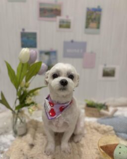 チャビちゃん♡
ジャックちゃん♡
ポポちゃん♡
メロちゃん♡

ご利用ありがとうございました😊

#京都#京都西京区#動物病院京都#動物病院京都西京桂院#動物病院併設トリミングサロン#京都トリミング#トリミング#ペットホテル#トリミングサロン雅#京都トリマー#犬好きな人と繋がりたい#grooming#犬のいる暮らし#多頭飼い#桂トリミング#こぐまカット#テディベアカット#マルチーズ#ジャックラッセルテリア#ミックス