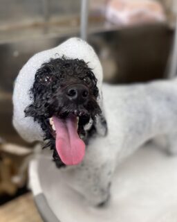 オプション中のお友達です♪
　
#京都#京都西京区#動物病院京都#動物病院京都西京桂院#動物病院併設トリミングサロン#京都トリミングサロン#ペットホテル#トリミングサロン雅#シャンプーコース#シニアトリミング#dogstagram#犬が好きな人と繋がりたい #ふわもこ部#grooming#犬#dog#カットスタイル#桂トリミング#もこもこ犬#trimming#マイクロバブル#魔法のバブル　#重炭酸泉　#ハーブパック