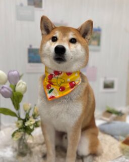 まめたちゃん♡
いなりちゃん♡
ララちゃん♡

ご利用ありがとうございました😊

#京都#京都西京区#動物病院京都#動物病院京都西京桂院#動物病院併設トリミングサロン#京都トリミング#トリミング#ペットホテル#トリミングサロン雅#京都トリマー#犬好きな人と繋がりたい#grooming#犬のいる暮らし#多頭飼い#桂トリミング#こぐまカット#テディベアカット#柴犬#ゴールデンレトリバー#チワワ