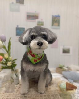 まめきちちゃん♡
ラモちゃん♡
福ちゃん♡

ご利用ありがとうございました😊

#京都#京都西京区#動物病院京都#動物病院京都西京桂院#動物病院併設トリミングサロン#京都トリミング#トリミング#ペットホテル#トリミングサロン雅#京都トリマー#犬好きな人と繋がりたい#grooming#犬のいる暮らし#多頭飼い#桂トリミング#こぐまカット#テディベアカット#シュナウザー#シーズー#トイプードル