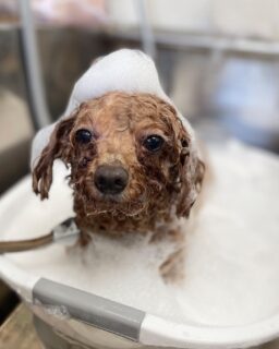 オプション中のお友達です♪
　
#京都#京都西京区#動物病院京都#動物病院京都西京桂院#動物病院併設トリミングサロン#京都トリミングサロン#ペットホテル#トリミングサロン雅#シャンプーコース#シニアトリミング#dogstagram#犬が好きな人と繋がりたい #ふわもこ部#grooming#犬#dog#カットスタイル#桂トリミング#もこもこ犬#trimming#マイクロバブル#魔法のバブル　#重炭酸泉　#ハーブパック