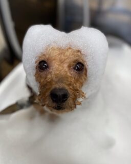 オプション中のお友達です♪
　
#京都#京都西京区#動物病院京都#動物病院京都西京桂院#動物病院併設トリミングサロン#京都トリミングサロン#ペットホテル#トリミングサロン雅#シャンプーコース#シニアトリミング#dogstagram#犬が好きな人と繋がりたい #ふわもこ部#grooming#犬#dog#カットスタイル#桂トリミング#もこもこ犬#trimming#マイクロバブル#魔法のバブル　#重炭酸泉　#ハーブパック