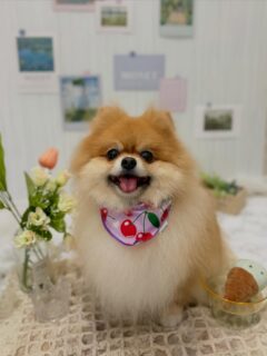 ぽんずちゃん♡
ティムちゃん♡
そらちゃん♡
ご利用ありがとうございました😊

#京都#京都西京区#動物病院京都#動物病院京都西京桂院#動物病院併設トリミングサロン京都トリミングトリミングペットホテルトリミングサロン雅京都トリマー犬好きな人と繋がりたいgrooming犬のいる暮らし多頭飼い桂トリミングこぐまカットテディベアカット