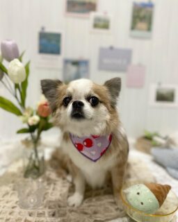 シエルちゃん♡
ライちゃん♡
モカちゃん♡
モコちゃん♡
ご利用ありがとうございました😊

#京都#京都西京区#動物病院京都#動物病院京都西京桂院#動物病院併設トリミングサロン#京都トリミング#トリミング#ペットホテル#トリミングサロン雅#京都トリマー#犬好きな人と繋がりたい#grooming#犬のいる暮らし#多頭飼い#桂トリミング#こぐまカット#テディベアカット#チワワ#プードル