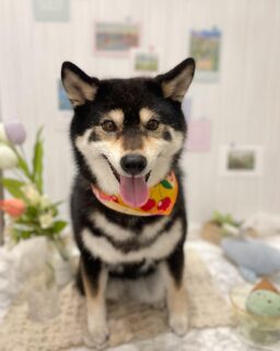 あずきちゃん♡
ラヴィちゃん♡
のあちゃん♡
こめりちゃん♡

ご利用ありがとうございました😊

#京都#京都西京区#動物病院京都#動物病院京都西京桂院#動物病院併設トリミングサロン#京都トリミング#トリミング#ペットホテル#トリミングサロン雅#京都トリマー#犬好きな人と繋がりたい#grooming#犬のいる暮らし#多頭飼い#桂トリミング#こぐまカット#テディベアカット#柴#トイプードル#ヨークシャテリア#ミックス