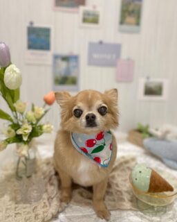 ふうかちゃん♡
ニラちゃん♡
よんちゃん♡
そらちゃん♡

ご利用ありがとうございました😊

#京都#京都西京区#動物病院京都#動物病院京都西京桂院#動物病院併設トリミングサロン#京都トリミング#トリミング#ペットホテル#トリミングサロン雅#京都トリマー#犬好きな人と繋がりたい#grooming#犬のいる暮らし#多頭飼い#桂トリミング#こぐまカット#テディベアカット#チワワ#トイプードル#ミニチュアピンシャー