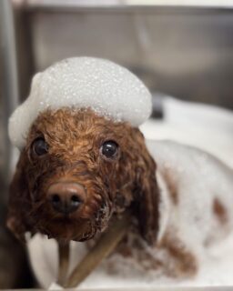 オプション中のお友達です♪
　
#京都#京都西京区#動物病院京都#動物病院京都西京桂院#動物病院併設トリミングサロン#京都トリミングサロン#ペットホテル#トリミングサロン雅#シャンプーコース#シニアトリミング#dogstagram#犬が好きな人と繋がりたい #ふわもこ部#grooming#犬#dog#カットスタイル#桂トリミング#もこもこ犬#trimming#マイクロバブル#魔法のバブル　#重炭酸泉　#ハーブパック