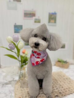 まるちゃん♡
マシュちゃん♡
そらちゃん♡
ナッツちゃん♡ ご利用ありがとうございました😊

#京都#京都西京区#動物病院京都#動物病院京都西京桂院#動物病院併設トリミングサロン#京都トリミング#トリミング#ペットホテル#トリミングサロン雅#京都トリマー#犬好きな人と繋がりたい#grooming#犬のいる暮らし#多頭飼い#桂トリミング#こぐまカット#テディベアカット#プードル#ビションフリーゼ#マルチーズ