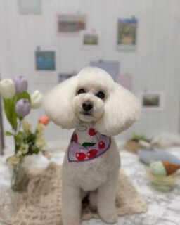 ルルちゃん♡
ふくちゃん♡
アクセルちゃん♡
アンディちゃん♡
ご利用ありがとうございました😊

#京都#京都西京区#動物病院京都#動物病院京都西京桂院#動物病院併設トリミングサロン#京都トリミング#トリミング#ペットホテル#トリミングサロン雅#京都トリマー#犬好きな人と繋がりたい#grooming#犬のいる暮らし#多頭飼い#桂トリミング#こぐまカット#テディベアカット#プードル