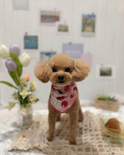 さくらちゃん♡
もちちゃん♡
ププちゃん♡
ぺぺちゃん♡
ご利用ありがとうございました😊

#京都#京都西京区#動物病院京都#動物病院京都西京桂院#動物病院併設トリミングサロン#京都トリミング#トリミング#ペットホテル#トリミングサロン雅#京都トリマー#犬好きな人と繋がりたい#grooming#犬のいる暮らし#多頭飼い#桂トリミング#こぐまカット#テディベアカット#プードル#ミニチュアシュナウザー