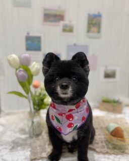 ハチちゃん♡
はるちゃん♡
モコちゃん♡
トトロちゃん♡

ご利用ありがとうございました😊

#京都#京都西京区#動物病院京都#動物病院京都西京桂院#動物病院併設トリミングサロン#京都トリミング#トリミング#ペットホテル#トリミングサロン雅#京都トリマー#犬好きな人と繋がりたい#grooming#犬のいる暮らし#多頭飼い#桂トリミング#こぐまカット#テディベアカット#ポメラニアン#トイプードル#ミックス#ダックスフンド