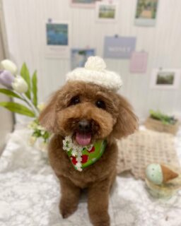 ラルフちゃん♡
大吉ちゃん♡
胡桃ちゃん♡
ルイちゃん♡

ご利用ありがとうございました😊

#京都#京都西京区#動物病院京都#動物病院京都西京桂院#動物病院併設トリミングサロン#京都トリミング#トリミング#ペットホテル#トリミングサロン雅#京都トリマー#犬好きな人と繋がりたい#grooming#犬のいる暮らし#多頭飼い#桂トリミング#こぐまカット#テディベアカット#トイプードル#チワワ