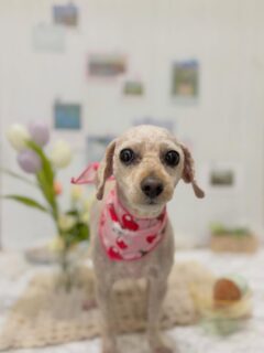 ぷうちゃん♡
あずきちゃん♡
マシューちゃん♡
ウールーちゃん♡ ご利用ありがとうございました😊

#京都#京都西京区#動物病院京都#動物病院京都西京桂院#動物病院併設トリミングサロン#京都トリミング#トリミング#ペットホテル#トリミングサロン雅#京都トリマー#犬好きな人と繋がりたい#grooming#犬のいる暮らし#多頭飼い#桂トリミング#こぐまカット#テディベアカット
#プードル#ビションフリーゼ