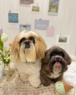 モグちゃん♡
ルーちゃん♡
チャコちゃん♡
千音ちゃん♡
小太郎ちゃん♡
ご利用ありがとうございました😊

#京都#京都西京区#動物病院京都#動物病院京都西京桂院#動物病院併設トリミングサロン#京都トリミング#トリミング#ペットホテル#トリミングサロン雅#京都トリマー#犬好きな人と繋がりたい#grooming#犬のいる暮らし#多頭飼い#桂トリミング#こぐまカット#テディベアカット#シーズー#シープー#チワワ