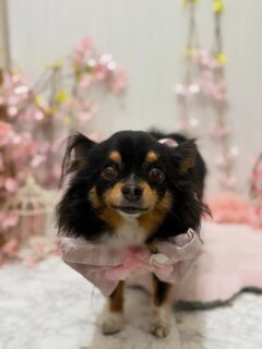 千音ちゃん♡
豚トロちゃん♡
いなりちゃん♡
ちょこちゃん♡

ご利用ありがとうございました😊

#京都#京都西京区#動物病院京都#動物病院京都西京桂院#動物病院併設トリミングサロン#京都トリミング#トリミング#ペットホテル#トリミングサロン雅#京都トリマー#犬好きな人と繋がりたい#grooming#犬のいる暮らし#多頭飼い#桂トリミング#こぐまカット#テディベアカット#チワワ##フレブル#ゴールデンレトリバー#プードル