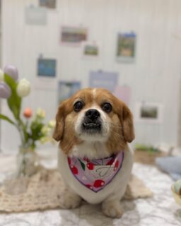 モカちゃん♡
ベルちゃん♡
そらちゃん♡
めいちゃん♡

ご利用ありがとうございました😊

#京都#京都西京区#動物病院京都#動物病院京都西京桂院#動物病院併設トリミングサロン#京都トリミング#トリミング#ペットホテル#トリミングサロン雅#京都トリマー#犬好きな人と繋がりたい#grooming#犬のいる暮らし#多頭飼い#桂トリミング#こぐまカット#テディベアカット#ミックス#ダックスフンド#トイプードル