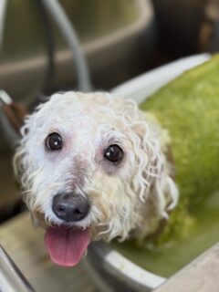 オプション中のお友達です♪
　
#京都#京都西京区#動物病院京都#動物病院京都西京桂院#動物病院併設トリミングサロン#京都トリミングサロン#ペットホテル#トリミングサロン雅#シャンプーコース#シニアトリミング#dogstagram#犬が好きな人と繋がりたい #ふわもこ部#grooming#犬#dog#カットスタイル#桂トリミング#もこもこ犬#trimming#マイクロバブル#魔法のバブル　#重炭酸泉　#ハーブパック