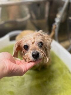 オプション中のお友達です♪
　
#京都#京都西京区#動物病院京都#動物病院京都西京桂院#動物病院併設トリミングサロン#京都トリミングサロン#ペットホテル#トリミングサロン雅#シャンプーコース#シニアトリミング#dogstagram#犬が好きな人と繋がりたい #ふわもこ部#grooming#犬#dog#カットスタイル#桂トリミング#もこもこ犬#trimming#マイクロバブル#魔法のバブル　#重炭酸泉　#ハーブパック