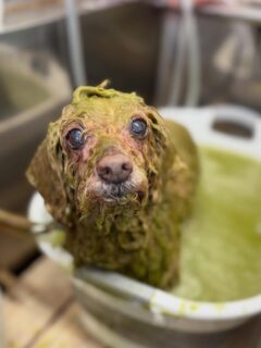 オプション中のお友達です♪
　
#京都#京都西京区#動物病院京都#動物病院京都西京桂院#動物病院併設トリミングサロン京都トリミングサロンペットホテルトリミングサロン雅シャンプーコースシニアトリミングdogstagram犬が好きな人と繋がりたい ふわもこ部grooming犬dogカットスタイル桂トリミングもこもこ犬trimmingマイクロバブル魔法のバブル　重炭酸泉　ハーブパック