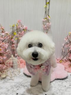 JURIちゃん♡
エルフィちゃん♡
ミクちゃん♡

ご利用ありがとうございました😊

#京都#京都西京区#動物病院京都#動物病院京都西京桂院#動物病院併設トリミングサロン#京都トリミング#トリミング#ペットホテル#トリミングサロン雅#京都トリマー#犬好きな人と繋がりたい#grooming#犬のいる暮らし#多頭飼い#桂トリミング#こぐまカット#テディベアカット#ビションフリーゼ#プードル#MIX犬