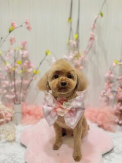 そらちゃん♡
シエルちゃん♡
モフィちゃん♡
ぽんずちゃん♡

ご利用ありがとうございました😊

#京都#京都西京区#動物病院京都#動物病院京都西京桂院#動物病院併設トリミングサロン#京都トリミング#トリミング#ペットホテル#トリミングサロン雅#京都トリマー#犬好きな人と繋がりたい#grooming#犬のいる暮らし#多頭飼い#桂トリミング#こぐまカット#テディベアカット#トイプードル#ビションフリーゼ#チワワ