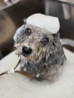 オプション中のお友達です♪
　
#京都#京都西京区#動物病院京都#動物病院京都西京桂院#動物病院併設トリミングサロン#京都トリミングサロン#ペットホテル#トリミングサロン雅#シャンプーコース#シニアトリミング#dogstagram#犬が好きな人と繋がりたい #ふわもこ部#grooming#犬#dog#カットスタイル#桂トリミング#もこもこ犬#trimming#マイクロバブル#魔法のバブル　#重炭酸泉　#ハーブパック