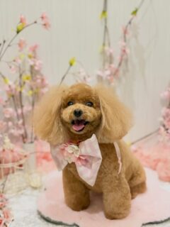 ジュエルちゃん♡
コタロウちゃん♡
マグちゃん♡
チビちゃん♡ ご利用ありがとうございました😊

#京都#京都西京区#動物病院京都#動物病院京都西京桂院#動物病院併設トリミングサロン#京都トリミング#トリミング#ペットホテル#トリミングサロン雅#京都トリマー#犬好きな人と繋がりたい#grooming#犬のいる暮らし#多頭飼い#桂トリミング#こぐまカット#テディベアカット#プードル#ミニチュアダックスフンド#ミニチュアシュナウザー#マルチーズ