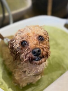 オプション中のお友達です♪
　
#京都#京都西京区#動物病院京都#動物病院京都西京桂院#動物病院併設トリミングサロン#京都トリミングサロン#ペットホテル#トリミングサロン雅#シャンプーコース#シニアトリミング#dogstagram#犬が好きな人と繋がりたい #ふわもこ部#grooming#犬#dog#カットスタイル#桂トリミング#もこもこ犬#trimming#マイクロバブル#魔法のバブル　#重炭酸泉　#ハーブパック