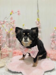 リボンちゃん♡
そらちゃん♡
そらちゃん♡ ご利用ありがとうございました😊

#京都#京都西京区#動物病院京都#動物病院京都西京桂院#動物病院併設トリミングサロン#京都トリミング#トリミング#ペットホテル#トリミングサロン雅#京都トリマー#犬好きな人と繋がりたい#grooming#犬のいる暮らし#多頭飼い#桂トリミング#こぐまカット#テディベアカット#チワワ#プードル